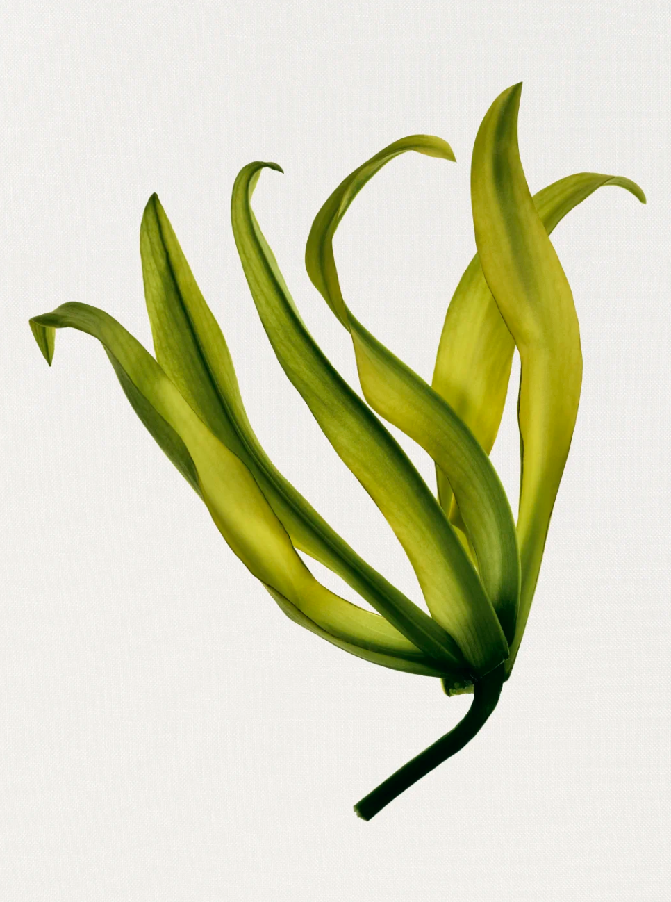GARDÉNIA EAU DE PARFUM