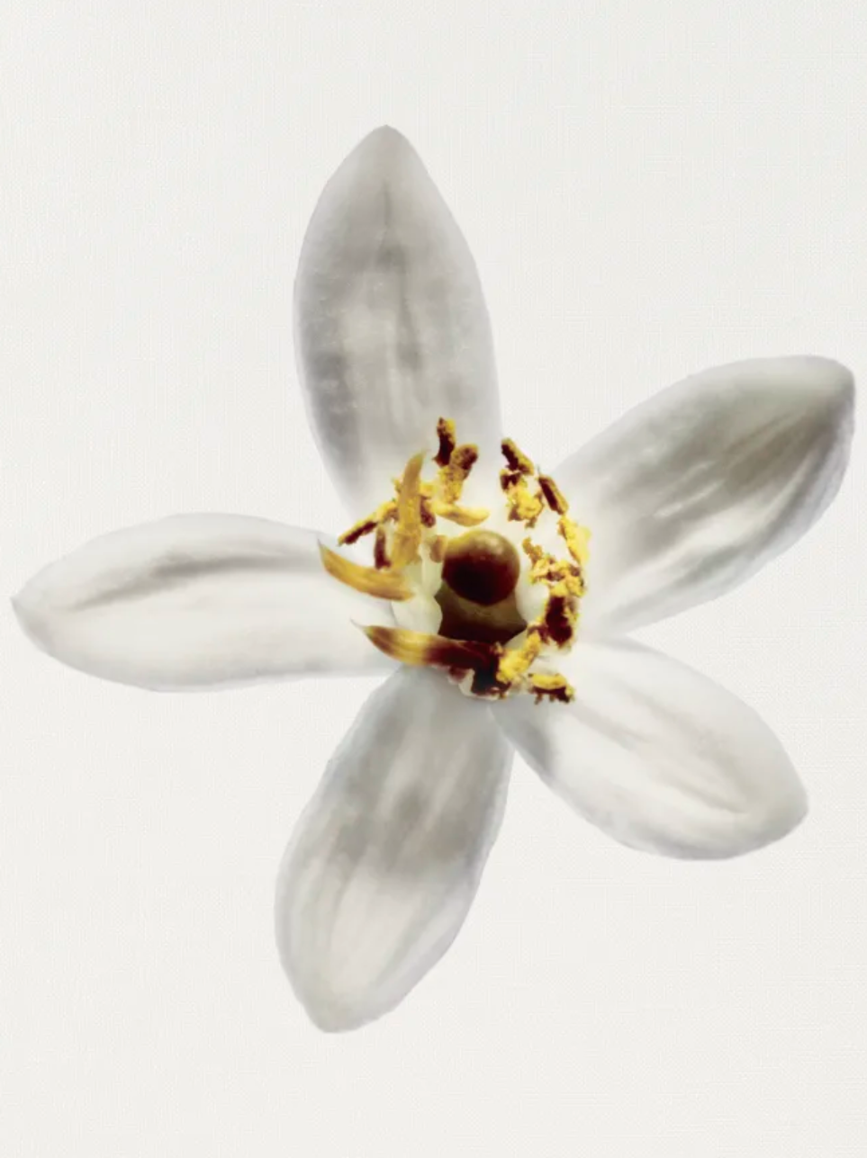 GARDÉNIA EAU DE PARFUM